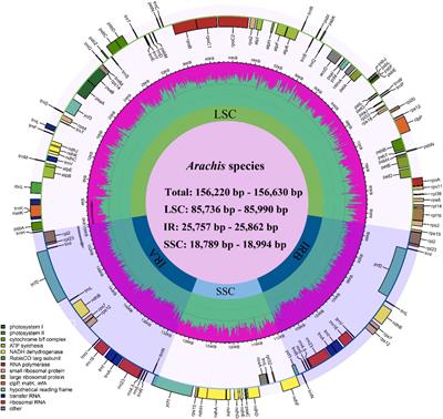 Chloroplast Phylogenomic Analyses Reveal a Maternal Hybridization Event Leading to the Formation of Cultivated Peanuts